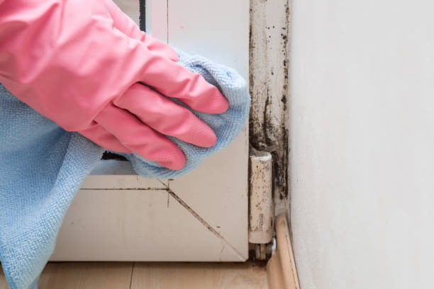 Best Attic Mold Removal  in Wmington, IL